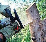 Best Hedge Trimming  in Hobe Sound, FL