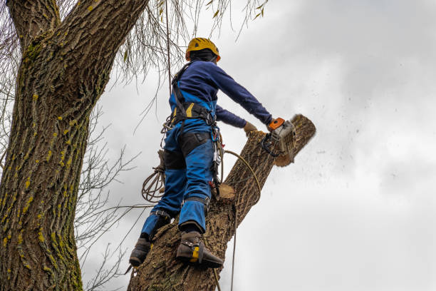 Best Tree Trimming and Pruning  in Hobe Sound, FL