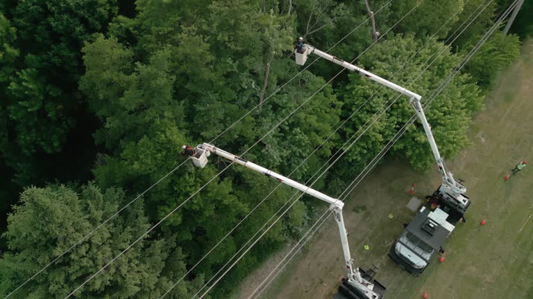 Best Root Management and Removal  in Hobe Sound, FL