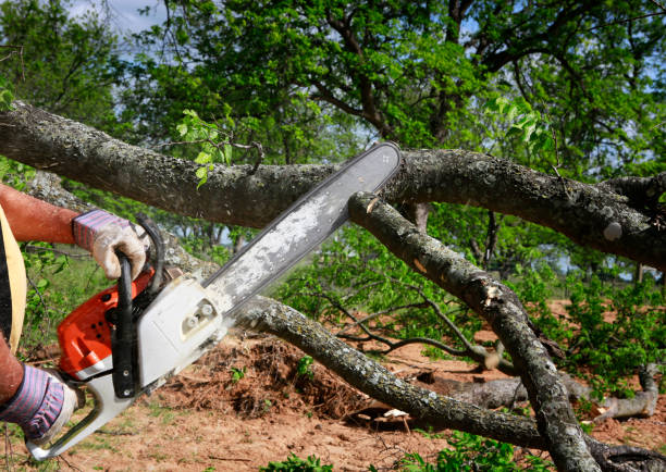 How Our Tree Care Process Works  in  Hobe Sound, FL